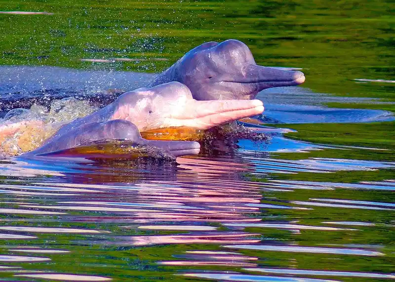 Mujer disfrutando el atardecer amazónico durante un tour con Aventourexpeditions